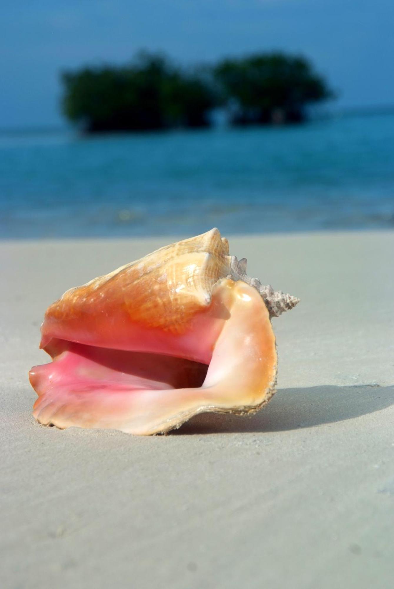 Shaka Caye All Inclusive Resort ベリーズシティ エクステリア 写真